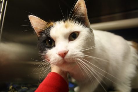 Adopt, don’t shop!