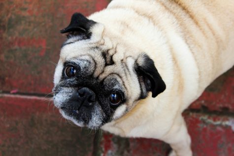 Pugs make the best pets