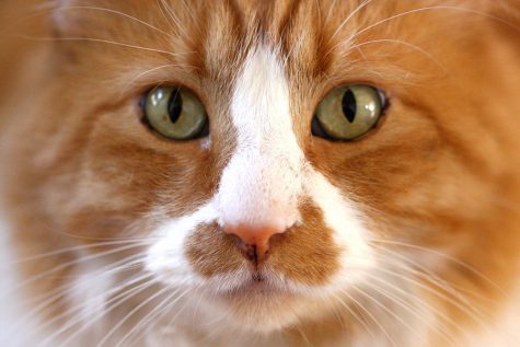 Psychology behind cat behavior
