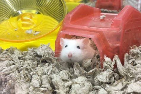 Petco and Petsmart animal abuse