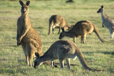 Jogger mauled by kangaroo