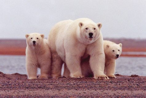 Climate change: what you need to know and how to help