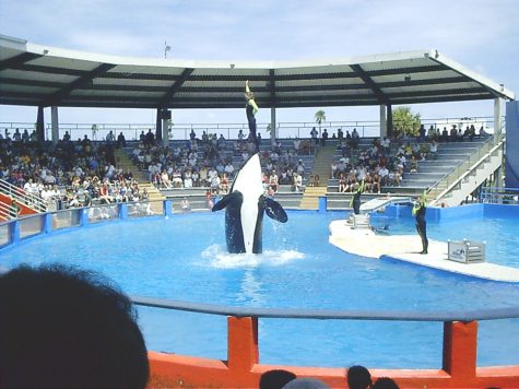 Free the orcas