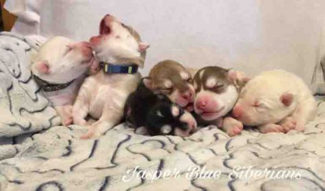 For the love of puppies