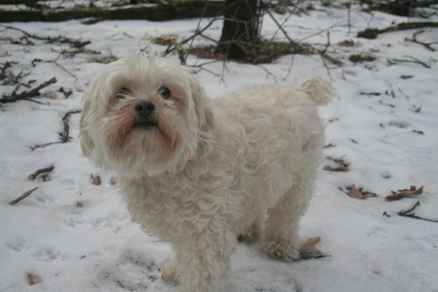 Heres Maggie Turner lookin cute in the snow.