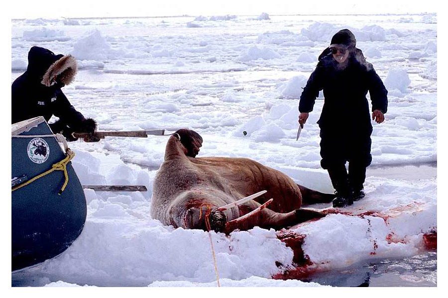 Killing seals is a common hunting experience in Canada. 