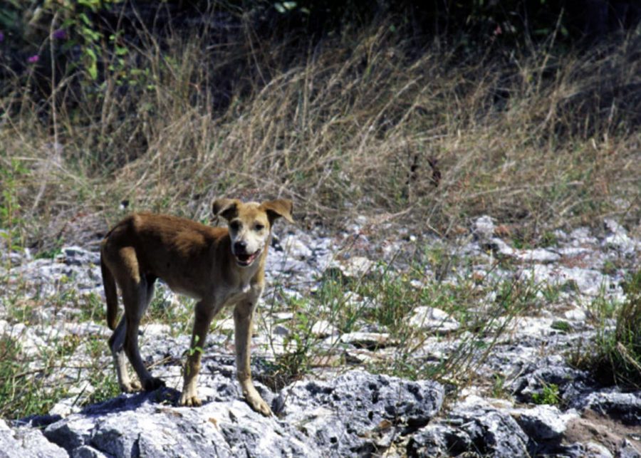 Feral dogs kill six children in India