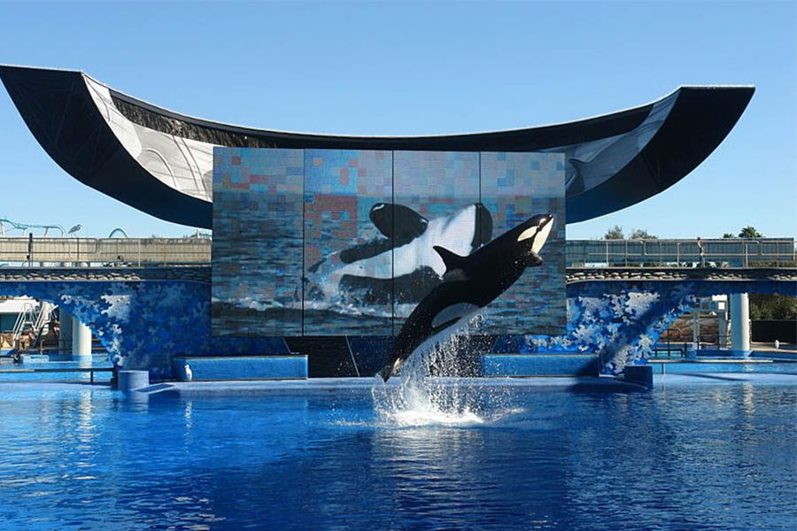 Facing the facts of Sea World: abusement parks