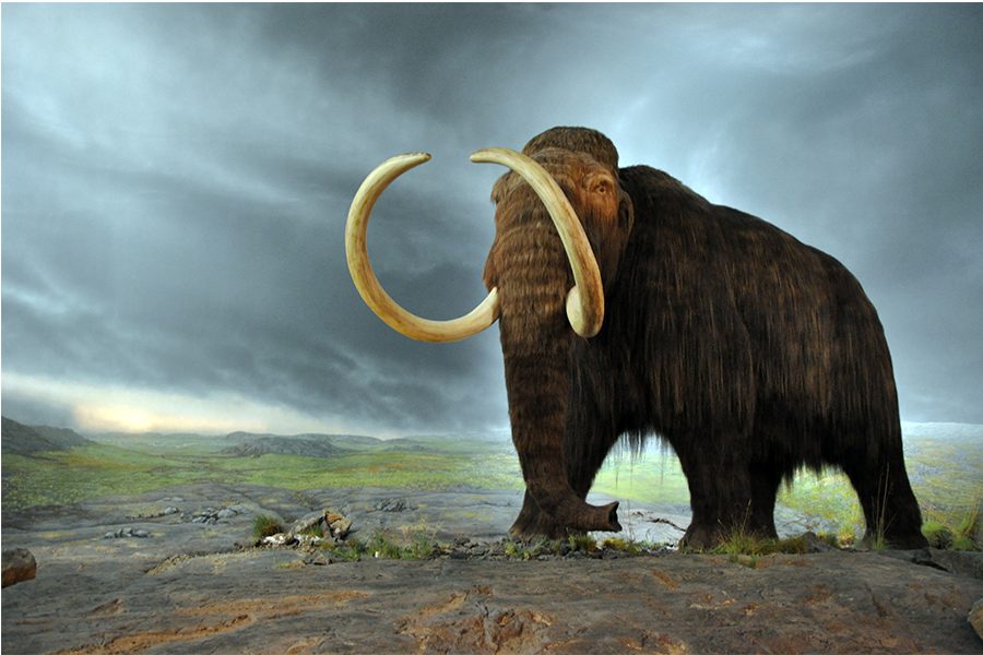 One day, a woolly mammoth could roam the Earth once again!
