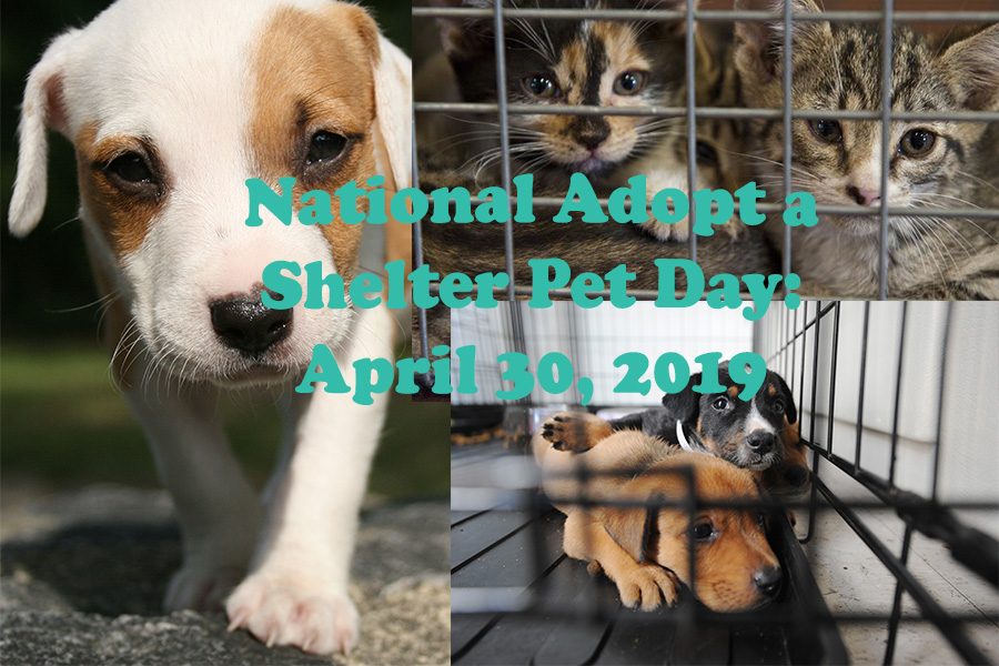 national adopt a shelter pet day