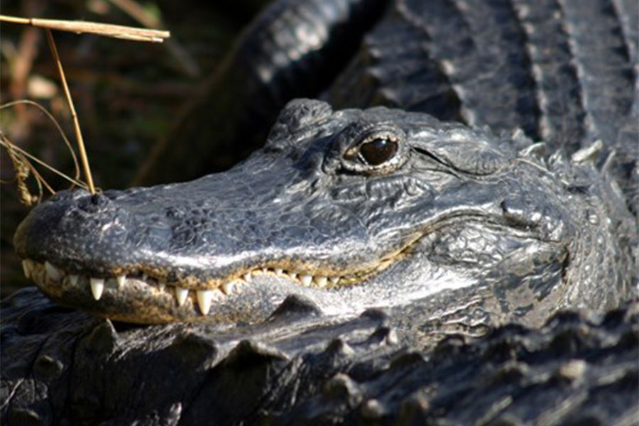 Alli the alligator grew to be five feet long, which is not her full potential.