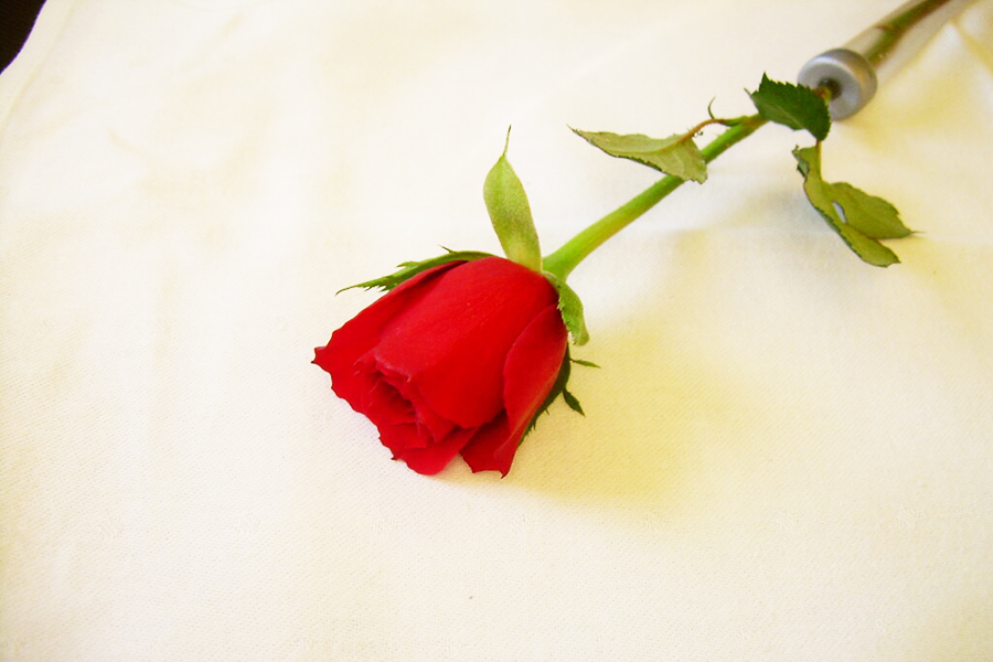 Rose ceremony rose