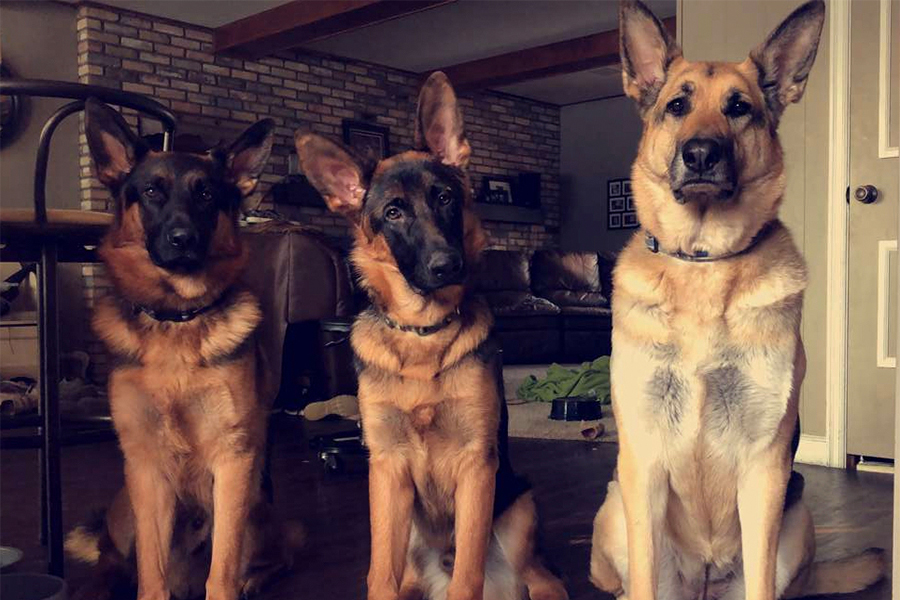 Heres all three of my dogs. From left to right, their names are Ryker, Ranger, and Nyx.