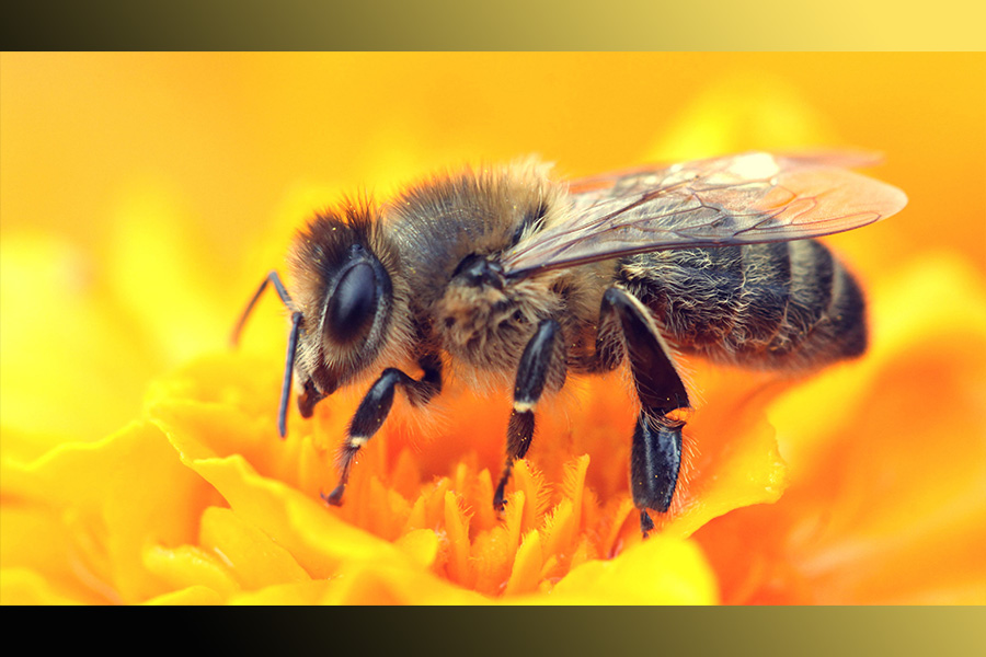 Aww look how fluffy this honey bee is! Perfect for caring pollen from plant to plant!