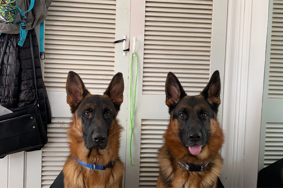 Heres Ryker (Right) and his brother Ranger (Left) begging their human for snacks.