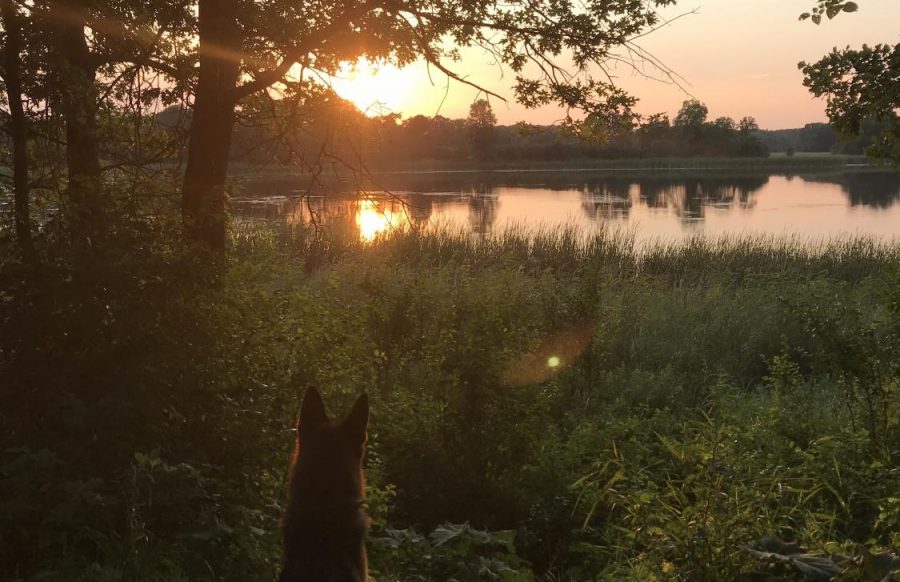 One of Rykers favorite things to do is watch the sunset.