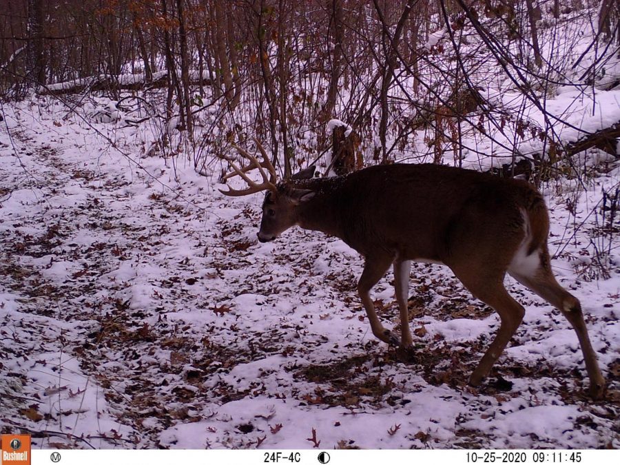 new trail cameras for 2020