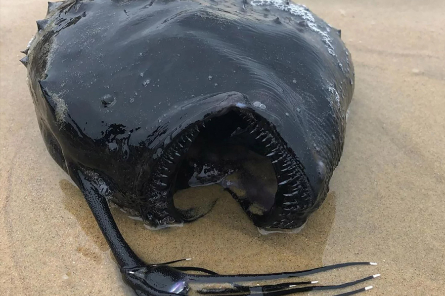 1 of 200 species of anglerfish mysteriously washes ashore.  