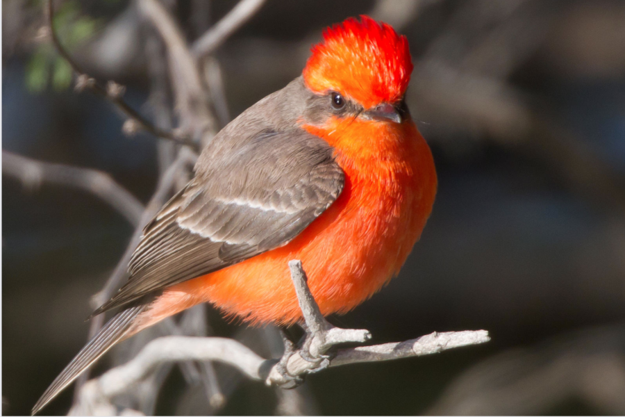 The beautiful Vermilion Flycatcher with stunning red wings perched on a branch.