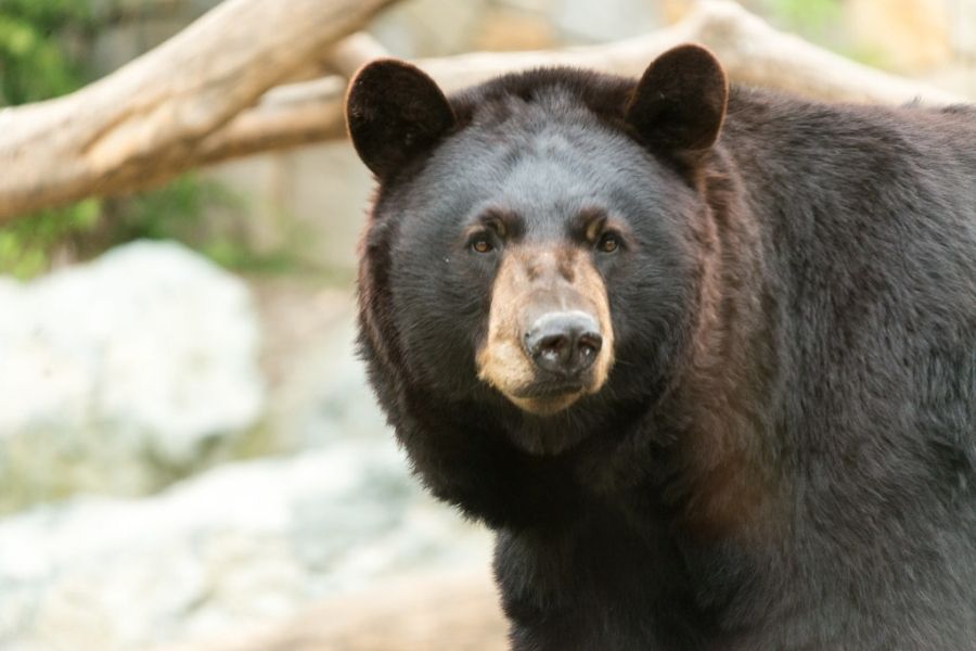Hank and the other bears are black bears with a light brown muzzle.