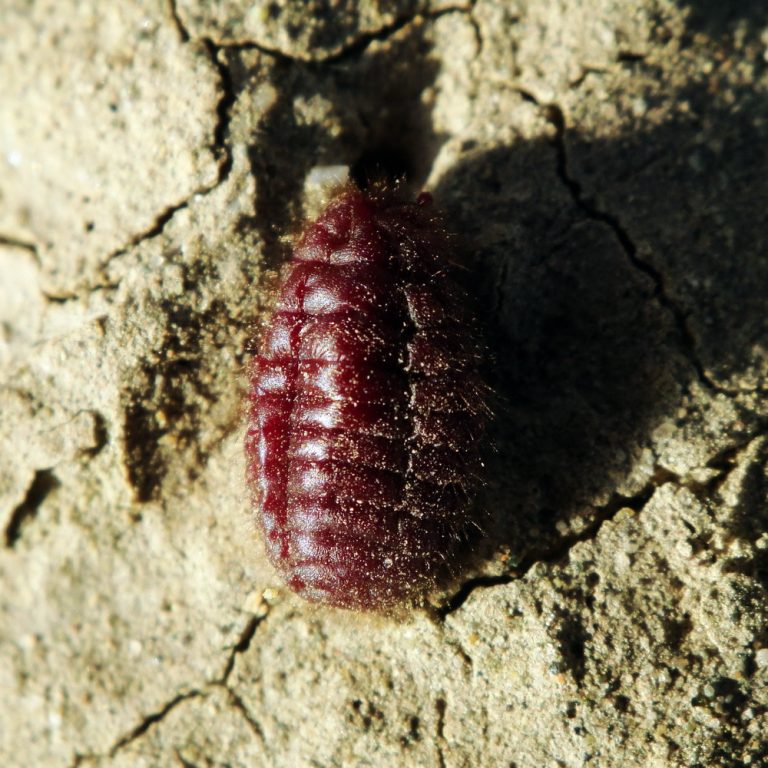 Unveiling The Fascinating World Of Red Dye Bugs