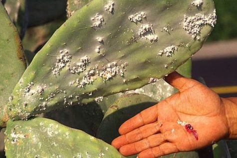 Someone harvesting and grinding cochineal bugs from cacti into the carmine or cochineal dye used in many products from makeup products to food. 