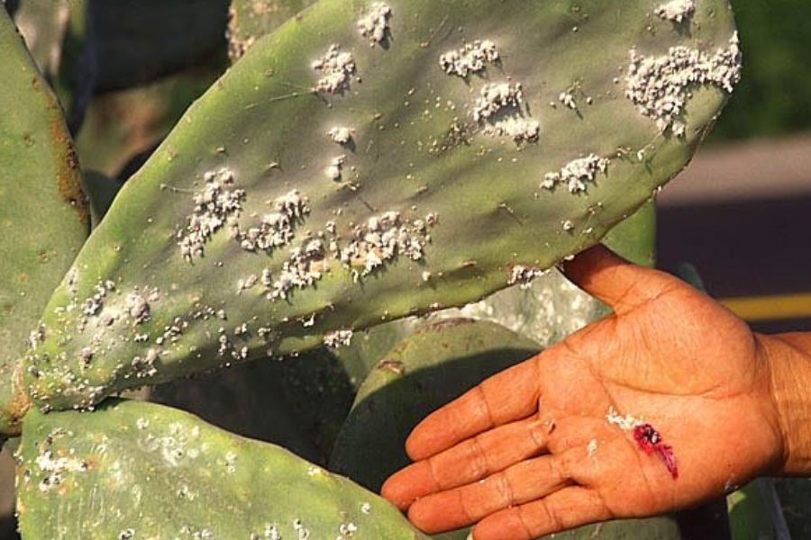 Someone+harvesting+and+grinding+cochineal+bugs+from+cacti+into+the+carmine+or+cochineal+dye+used+in+many+products+from+makeup+products+to+food.+
