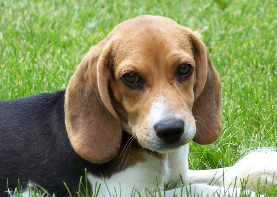 Beagle puppies are often used with animal testing because of their good nature. 