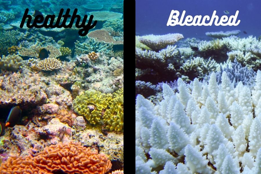 The+Great+Barrier+Reef+coral+is+experiencing+bleaching%2C+a+stress+response.+
