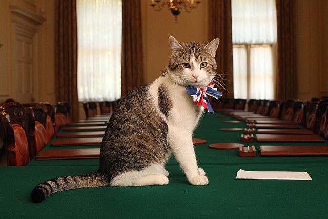 Larrys duties as the Chief Mouser to the Cabinet Office include hunting mice and napping.