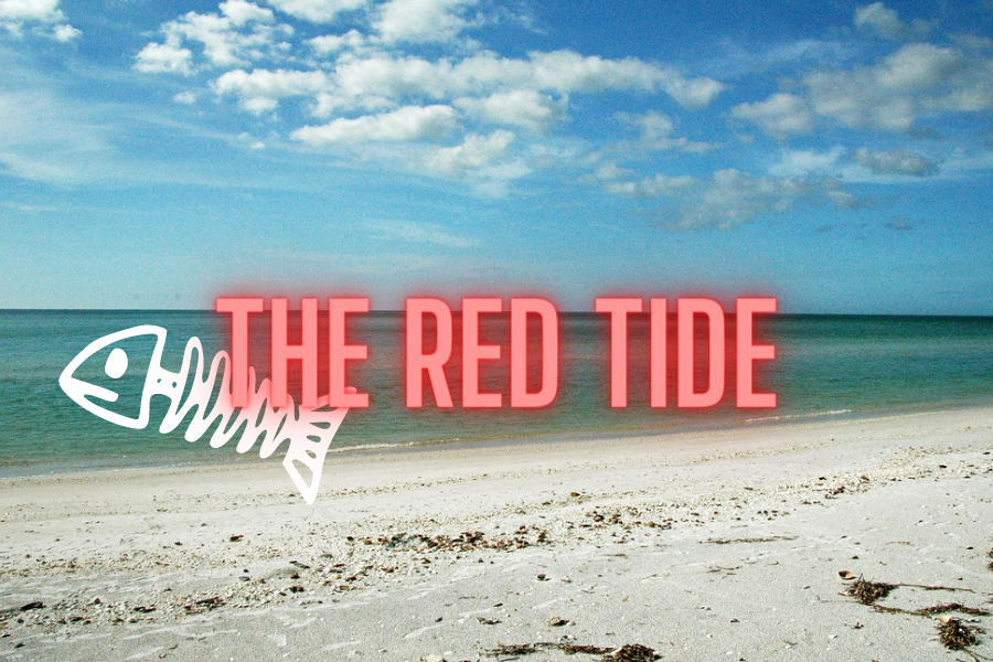 The+red+tide+is+destroying+marine+life+on+the+coast+of+Florida.+