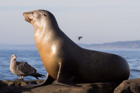 A bird and sea lion sitting together on a rock, unaware of the transmission of Avain Influenza between their species.  