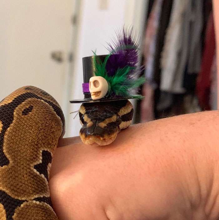 Medusa is getting ready for Mardi gras weekend by putting her hat on.