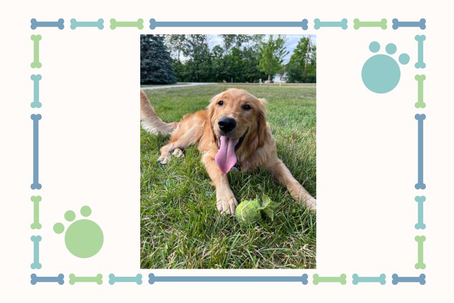 ePAWsode 22 features 11 month old golden retriever, and playful pup, Marty! (photo used with permission from Briella Kiley)