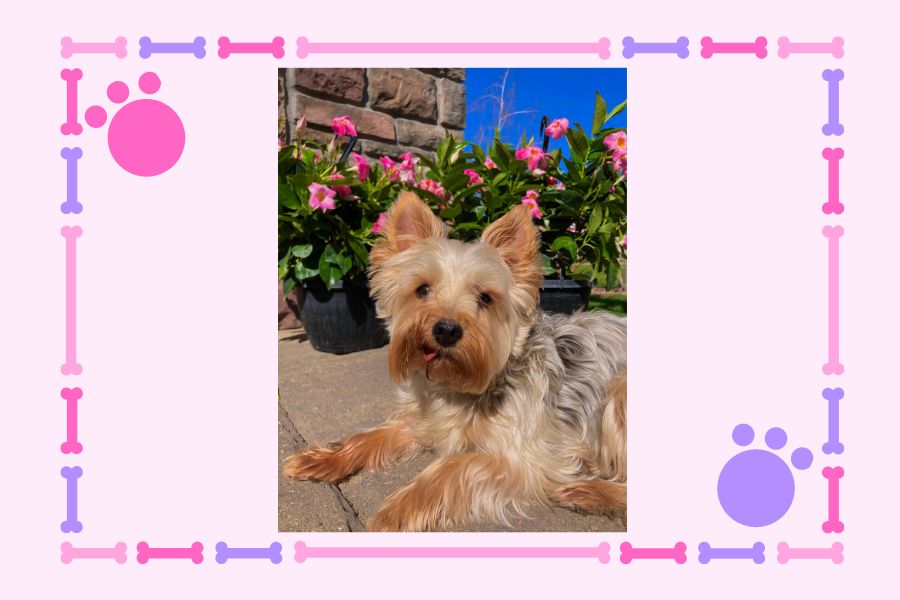 ePAWsode 24 spolights Erin Lindeens 9-year-old little pup, Maggie. (Made with Canva by Eden Wollum)