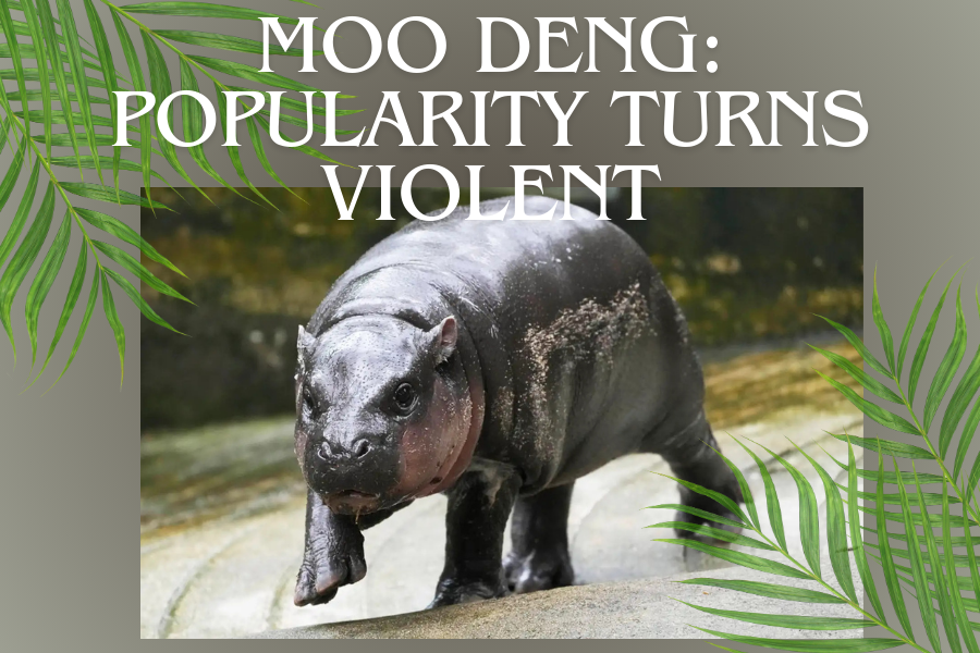 Moo Deng, a baby pygmy hippo, smiles cutely at the camera awaiting the zoo visitors to come see her. Moo Deng, Grumpy Cat, Choupette: the rise of ‘petfluencers’ by AFP is licensed under CC BY 4.0.