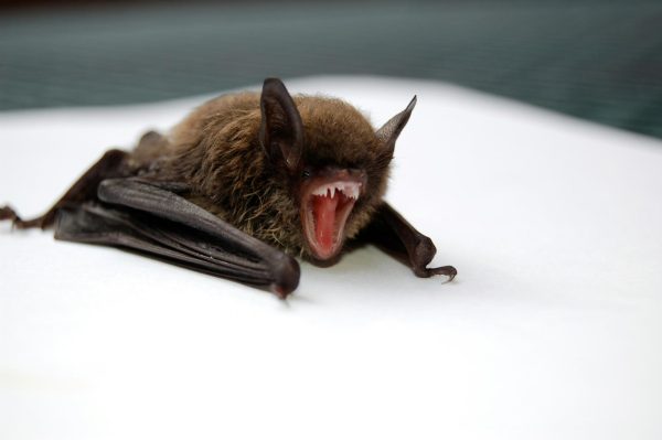 [Rabies is a vaccine-preventable virus that attacks the central nervous system].  Bat Pictures & Images by Todd Cravens
 is licensed under Unsplash+ license.