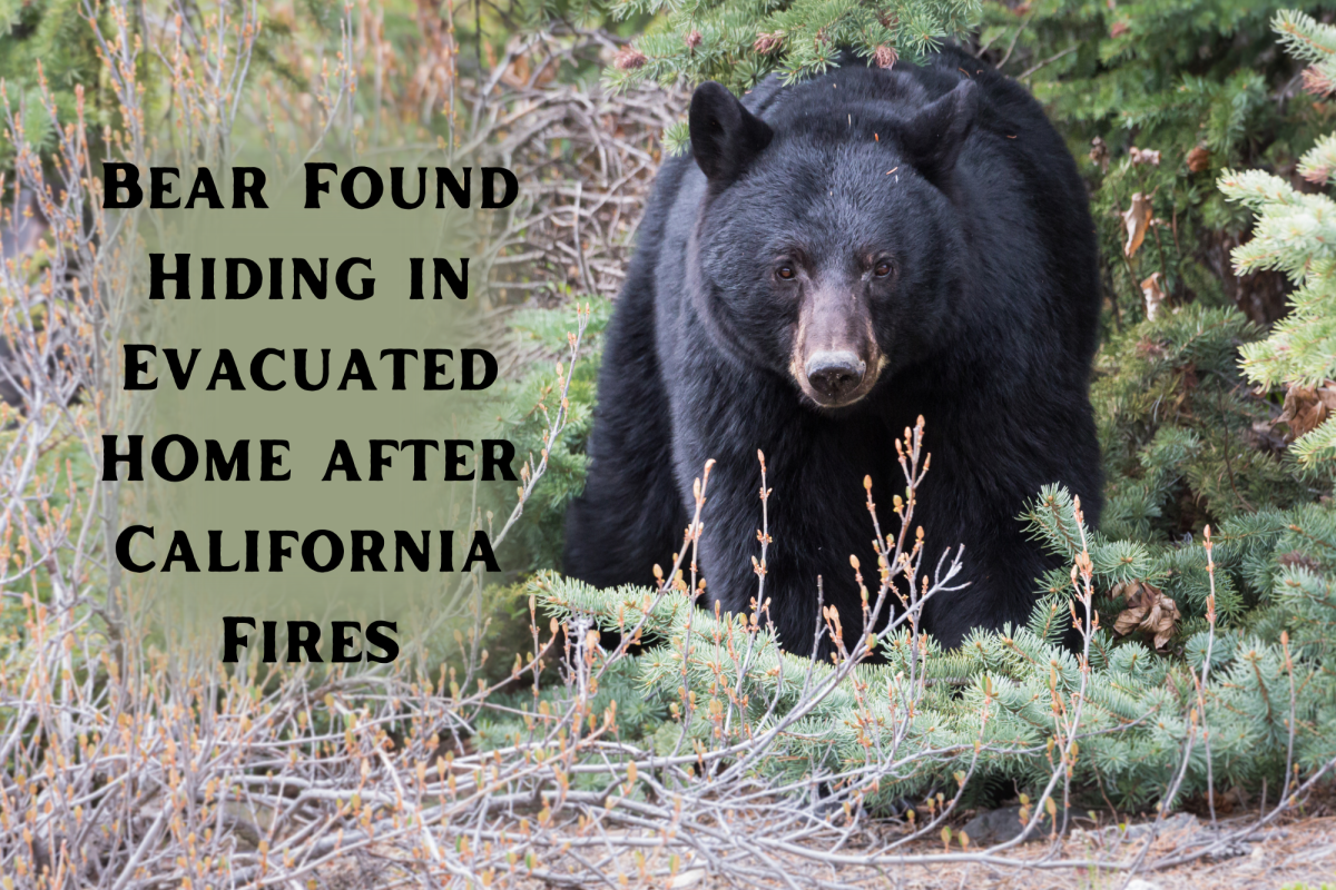 After fires in California, a family returned home to a bear in their crawl space. 