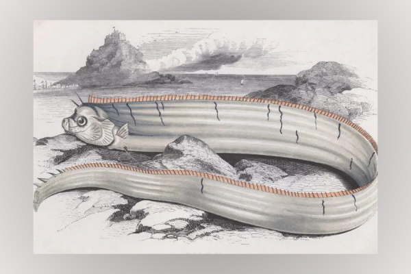 Today I will be telling you about how an Oarfish was found ashore in California