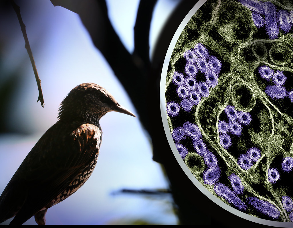 Bird Flu has many health officials worried as the H5V1 variant spreads. H5N1 Avian Influenza/Bird Flu by NIAID is licensed under  CC BY 2.0.
