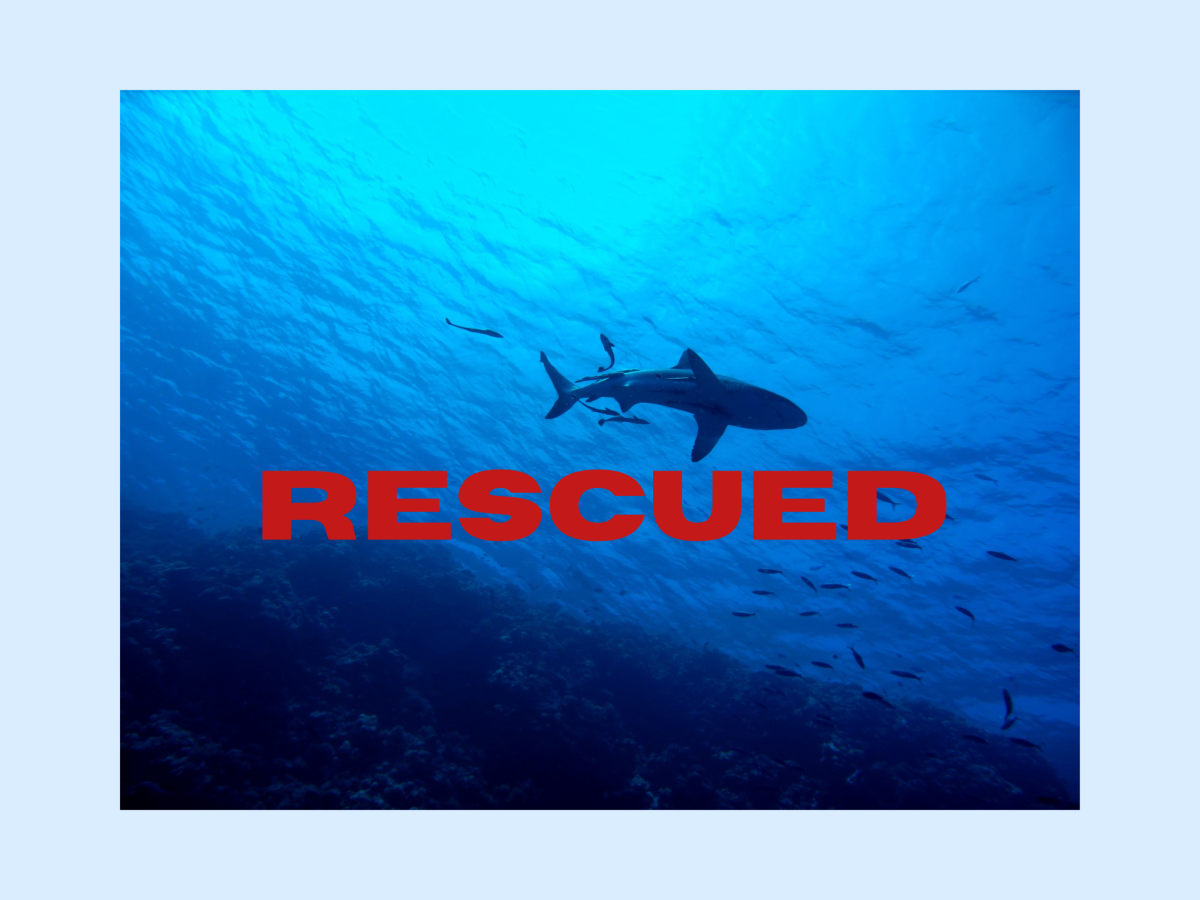 Great big white shark rescued from being beached in shallow water. 