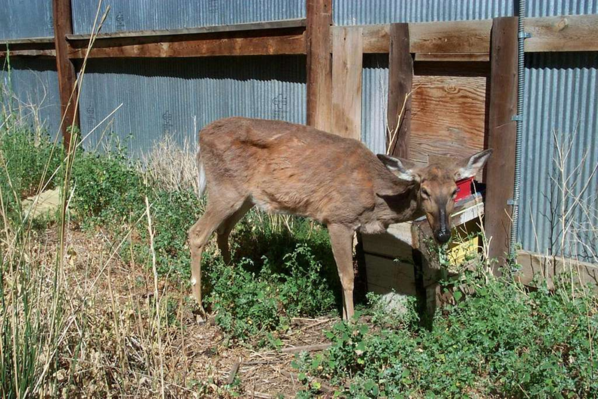 The above deer is a prime example of chronic wasting disease in a US deer. Deer 1 tkreeger by US Geological Services is licensed under 