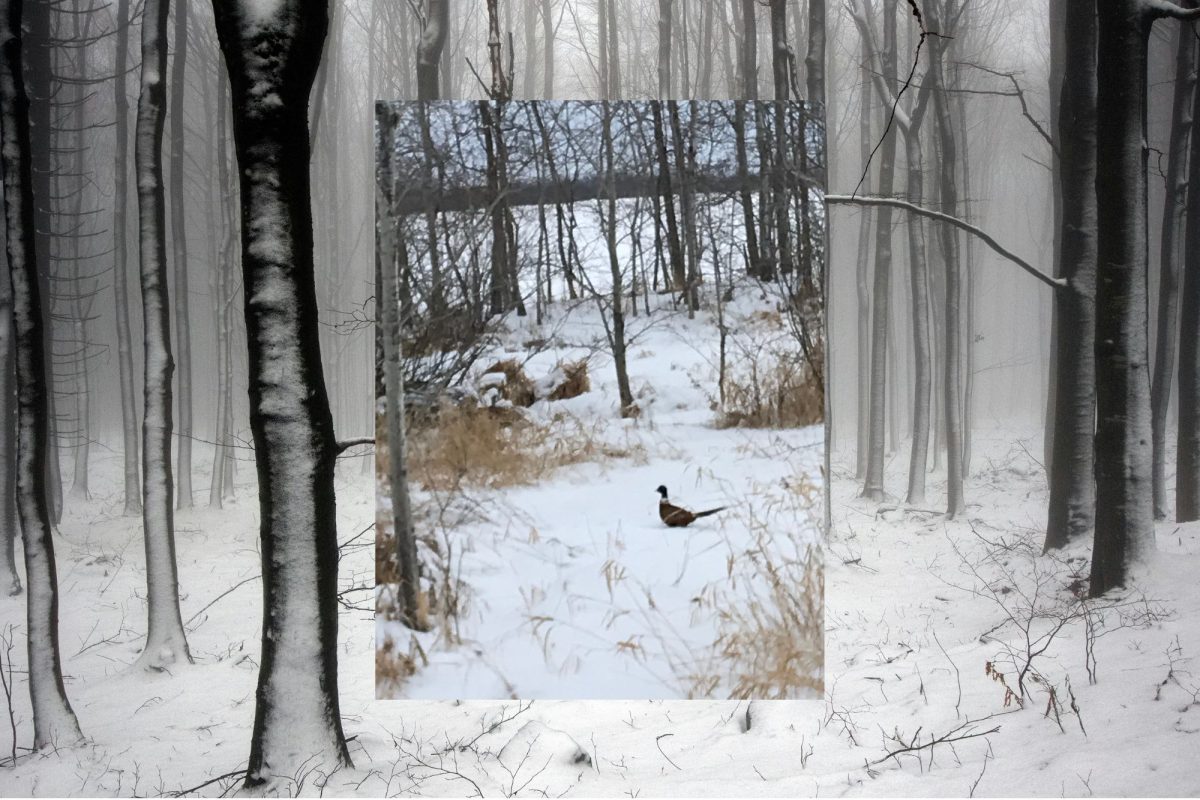 Why has pheasant hunting declined in popularity?