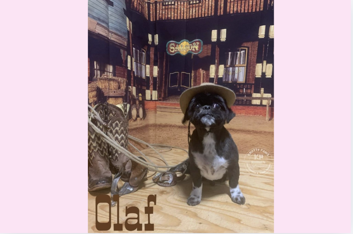 Olaf gets his hair cut at Knotty Paws and gets a cute photo of him taken. (Photo used with permission by Knotty Paws)